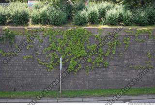 wall overgrown ivy 0005